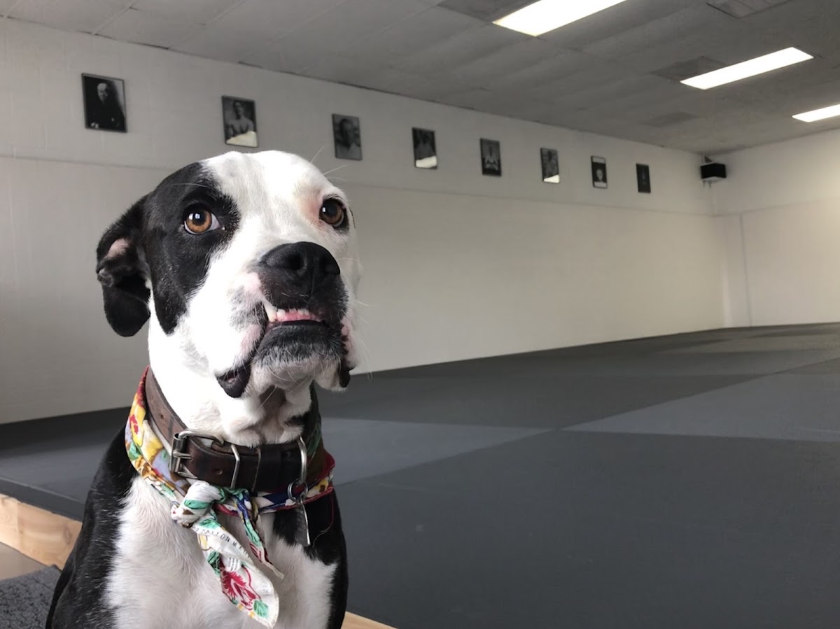 Dark Horse Combat Club