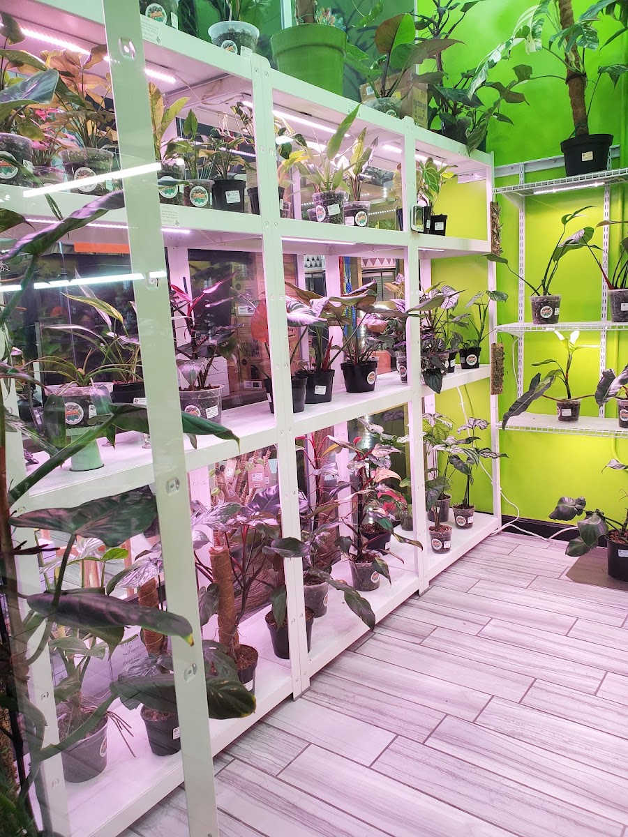 The Plant Room photo 2
