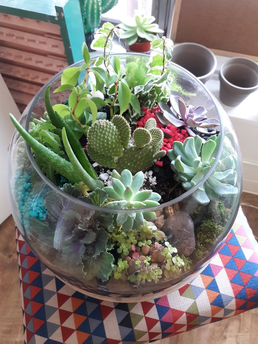 Tigerlily Goods • Denver Houseplants and Gift Shop photo 2