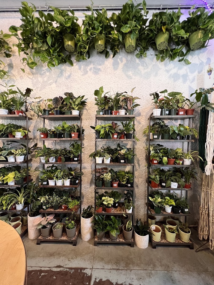 Plant Garage photo 3