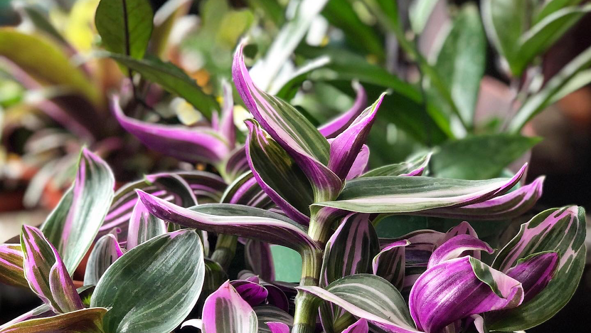 The Herbery photo 2