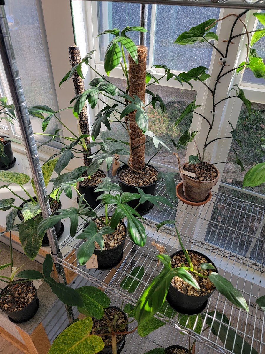 Flora Foundry photo 2