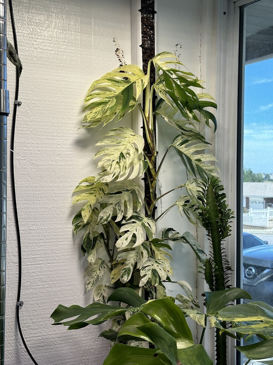Flora Foundry photo 3