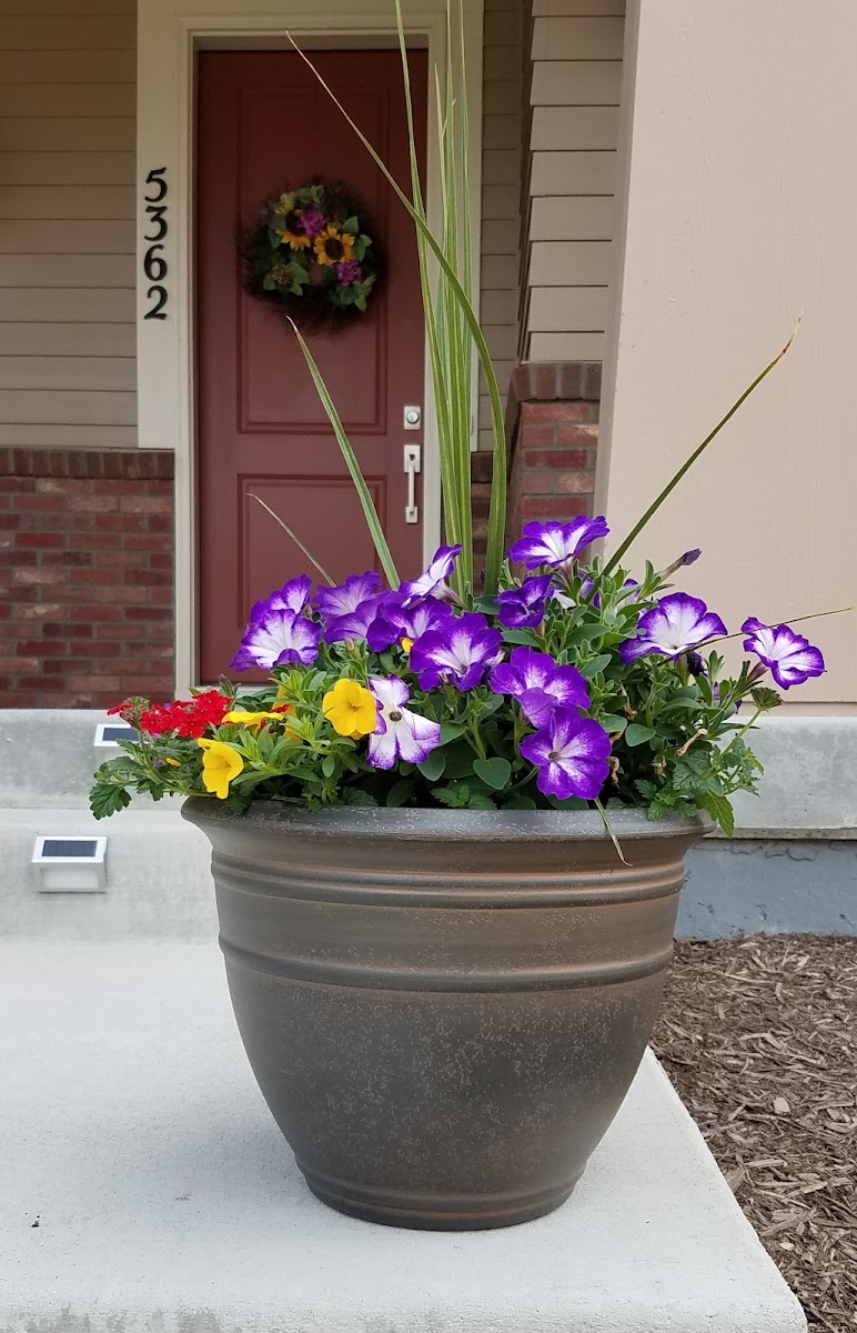 Elliott Gardens photo 3